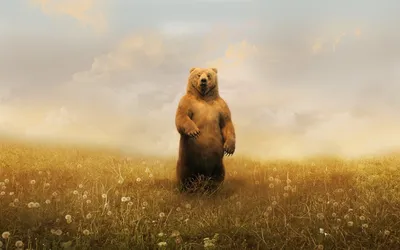 Бурый медведь-ОБОИ- на рабочий стол-Животные и птицы бесплатно