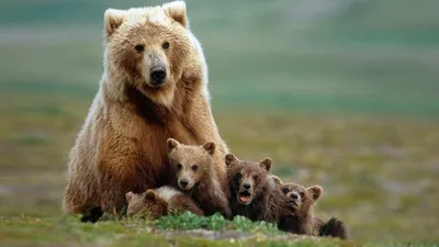 медведь, медведь на рабочий стол, картинка медведь в поле, медведь обои 4к,  фотки для рабочего стола медведь в поле, медведь, Ведущий на свадьбу Москва