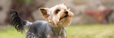 Йоркширский терьер собака: фото, характер, описание породы
