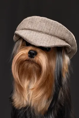 Милый, очаровательный щенок йоркширского терьера. Крупным планом. Stock  Photo | Adobe Stock