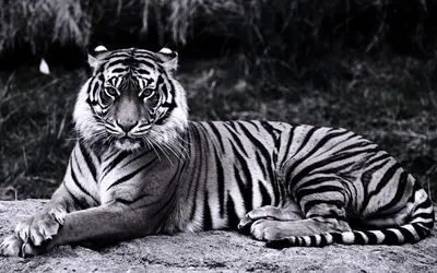 Черно-белый портрет тигра на черном фоне в студии | Премиум Фото