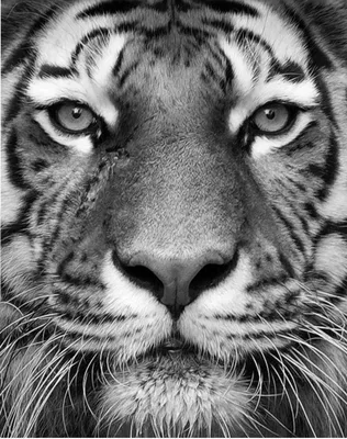 Чёрно-белый векторный логотип Тигра…» — создано в Шедевруме