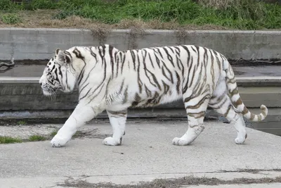 Черно белый рисунок тигра» — создано в Шедевруме