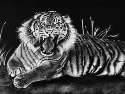 Тигр Черно Белый Эскиз: 9 тыс изображений найдено в Яндекс.Картинках |  Tiger stencil, Cat silhouette tattoos, Tiger outline