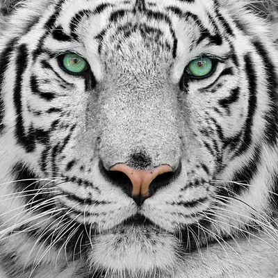 Картинки тигра черно белые фотографии