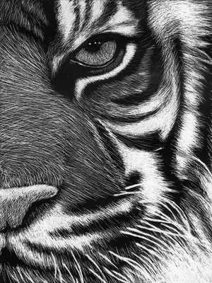 крупным планом фотография белого тигра на черном фоне, фотографии животных черно  белые фон картинки и Фото для бесплатной загрузки