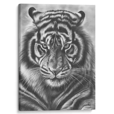 Скачать картинку Черно-белое фото тигра бесплатно