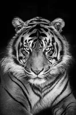 Купить Черно-белый тигр, лев, голова леопарда, холст, картина, постеры с  животными и принты, настенные панно для гостиной, домашний декор, без рамки  | Joom