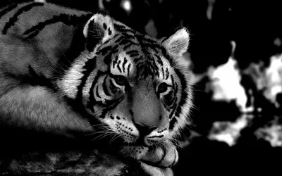 Портреты животных сибирского тигра черно-белые Стоковое Фото - изображение  насчитывающей фауна, сибиряк: 94367432