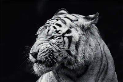 Мужская толстовка Тигр черно-белый купить в интернет магазине с доставкой  по России - maek-mir.ru