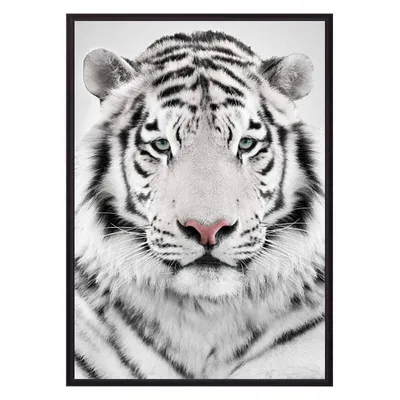Фотографии тигр Большие кошки Клыки Зубы Оскал траве черно белые