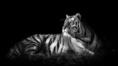 Белый тигр черно белый рисунок - 64 фото