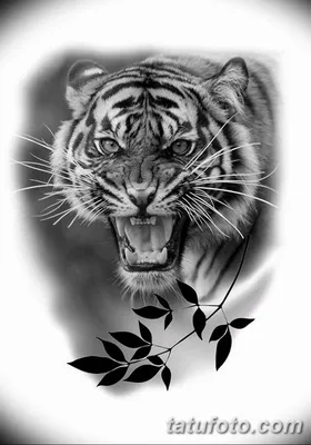 Тату черно-белые в виде тигра фото работ в каталоге тату салона в Москве