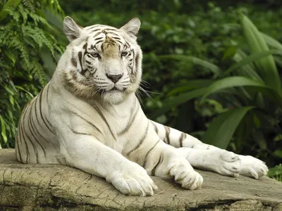 Черно-белый портрет тигра перед черной предпосылкой Стоковое Фото -  изображение насчитывающей опасность, природа: 124710390
