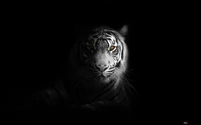 Иллюстрация белого тигра - Demiart