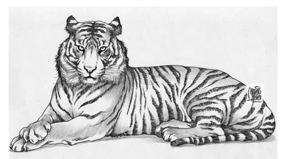 Картинки Тигра Для Срисовки фотографии