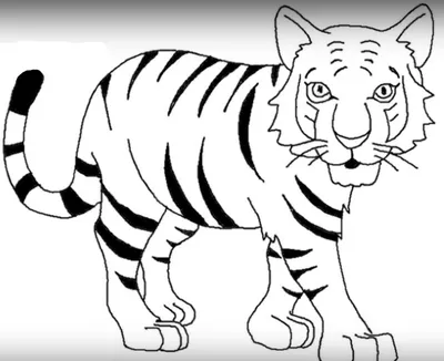 Картинки тигра для срисовки (23 фото) 🔥 Прикольные картинки и юмор