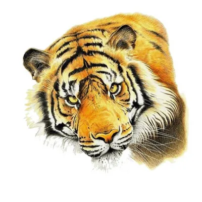 Как нарисовать тигра легко и просто, красивое идеи для рисования с детьми  на ИЗО, крутые и классные рисунки для срисовки | Рисовашка | Дзен