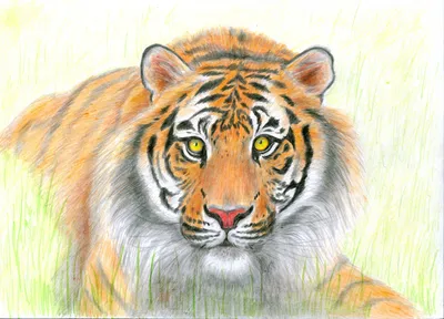Рисунок лежащего тигра - 50 фото