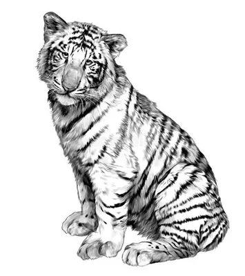 Картинки тигра для срисовки карандашом - красивые и прикольные