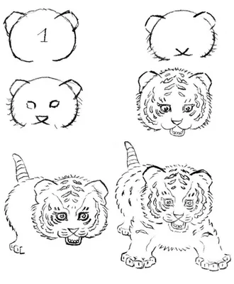 100 красивых картинок тигра для срисовки » Dosuga.net — Сайт Хорошего  Настроения