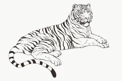 Тигр — рисунки — Стихи, картинки и любовь