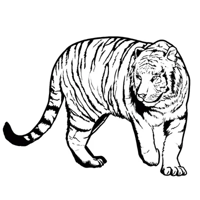 Как нарисовать тигра карандашом - YouTube