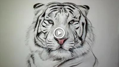 Идеи для срисовки легкие тигра (90 фото) » идеи рисунков для срисовки и  картинки в стиле арт - АРТ.КАРТИНКОФ.КЛАБ