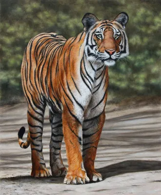 Раскраски тату тигра (50 фото) » Картинки, раскраски и трафареты для всех -  Klev.CLUB