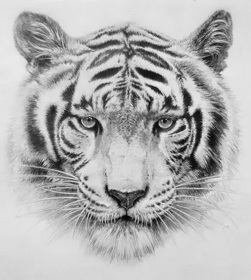 Тигр рисунок карандашом реалистичный (43 фото)