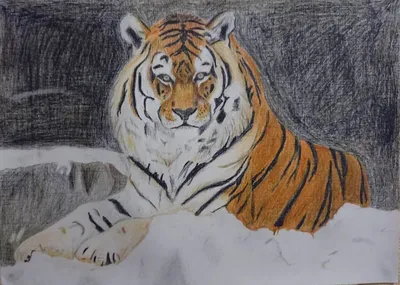 Рисунок тигра черным грифельным …» — создано в Шедевруме