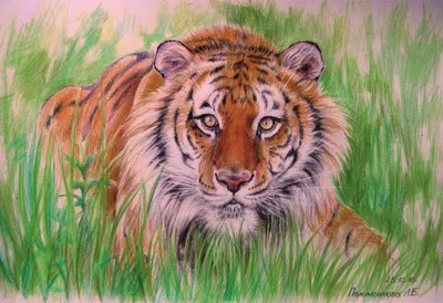 картинка тигра нарисовать фон, 5 картинки Фото и HD рисунок для бесплатной  загрузки | Pngtree