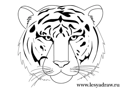 Как нарисовать тигра карандашом поэтапно | Art drawings sketches simple,  Sketches, Art drawings sketches
