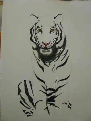 Амурский тигр рисунок карандашом - 51 фото