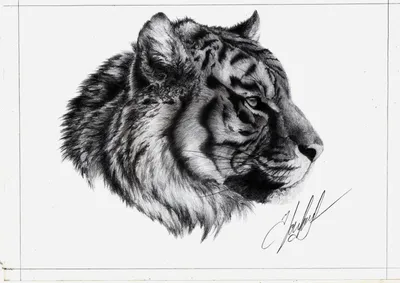 Иллюстрация Тигр карандашом в стиле реализм | Illustrators.ru