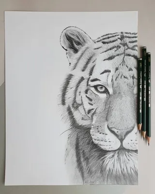 Рисунок тигра карандашом на новый год (34 шт)