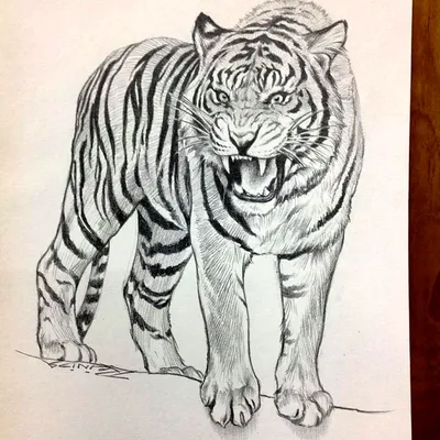 Раскраски Тигра, Раскраска Рисунок тигра как нарисовать поэтапно карандашом.