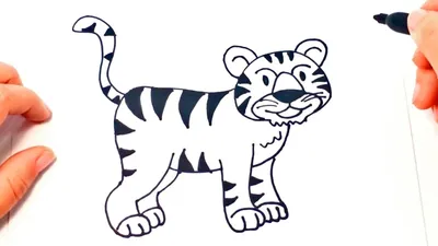 Чертеж карандаша тигра иллюстрация штока. иллюстрации насчитывающей  притяжка - 27925243