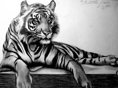 Красивые рисунки карандашом тигр (41 фото) » Рисунки для срисовки и не  только