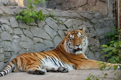 Минэкологии Якутии опровергло информацию о поимке тигра в Алданском районе  - Информационный портал Yk24/Як24