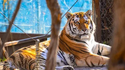 Следы тигра заметили в популярном месте отдыха в Приморье