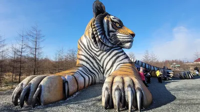 Наступает 2022 год – год Тигра: что говорят о тиграх в Японии? | Nippon.com