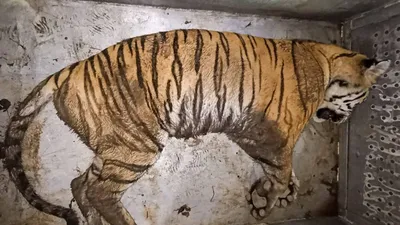 Как в Грузии убили последнего Каспийского тигра