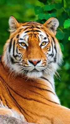 Рисунок амурского тигра легкий - 36 фото
