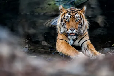 Чьи следы? В Крыму второй месяц ищут тигра, которого никто не видел |  ОБЩЕСТВО | АиФ Крым