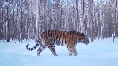 Тигр, портрет тигра Бенгалии Стоковое Изображение - изображение  насчитывающей охотник, млекопитающее: 49162473