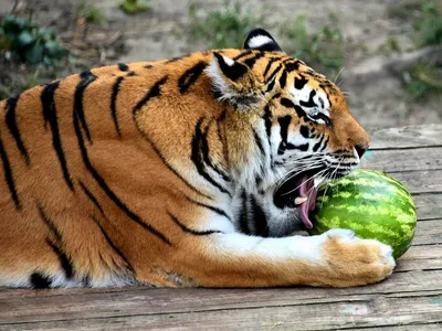 Огромный тигр на фоне львов» — создано в Шедевруме