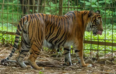 Лигры, тигоны - эволюция на примере гибридов льва и тигра | Пикабу