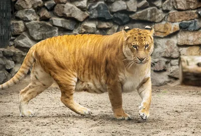 Лигр - гибрид льва и тигра. Мощный…» — создано в Шедевруме