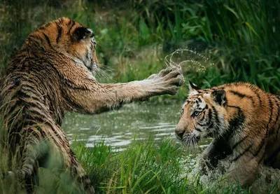 Тигр 🐯 обнимает льва , красиво, …» — создано в Шедевруме